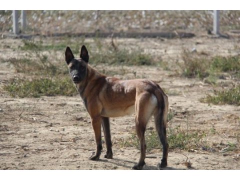 Fcı a şecere malinois