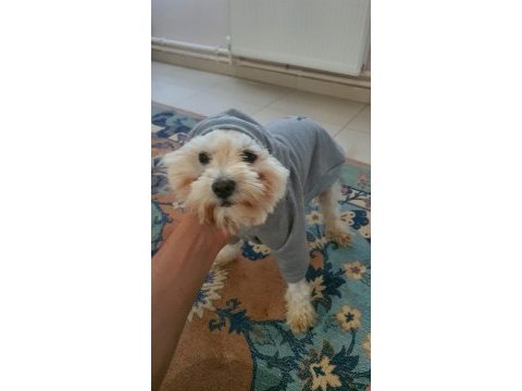 Tamamen evcil ve eğitimli 1 yaşında köpeğimiz