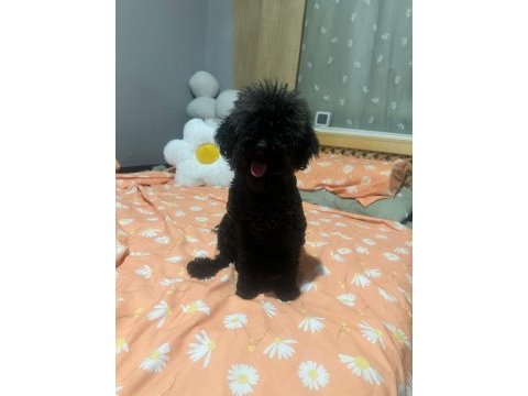 Silver gen dişi 11 aylık poodle