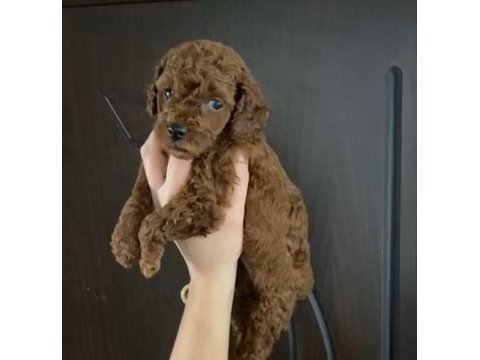 Toy poodle yavrularım orijinal