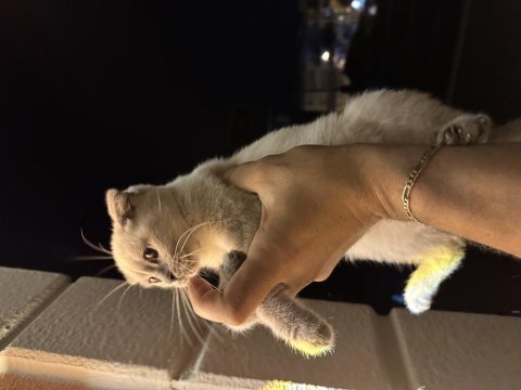 Acil çok uyguna british shorthair