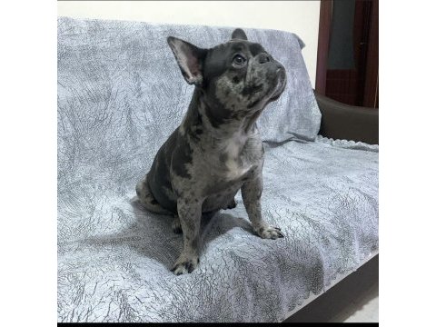 Takip şartıyla ücretsiz sahiplendirme french bulldog