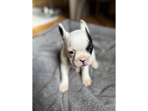 Yeni aileye hazır french bulldog yavrular
