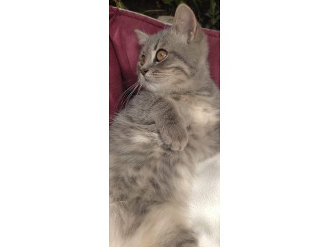 British shorthair yavrumuz dişi