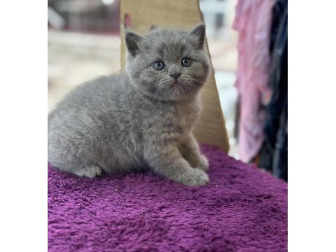 50 gunluk dişi british shorthair