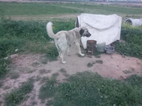 1 çift adamcıl kangal