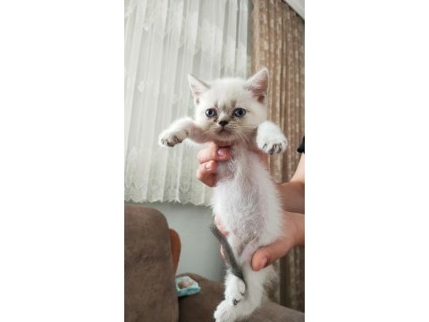 Birbirinden tombul british shorthair yavrular