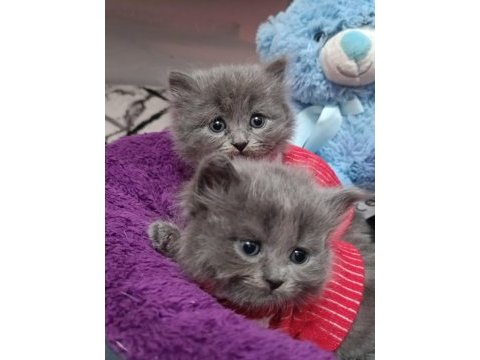 British longhair kedisi sahiplendirme