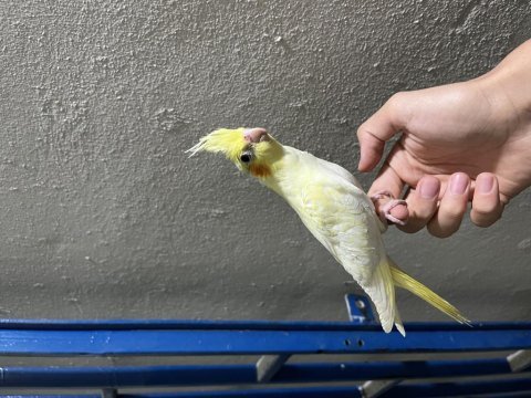 Elde omuzda duran yeni yeme düşen sultan papağanı yavrular