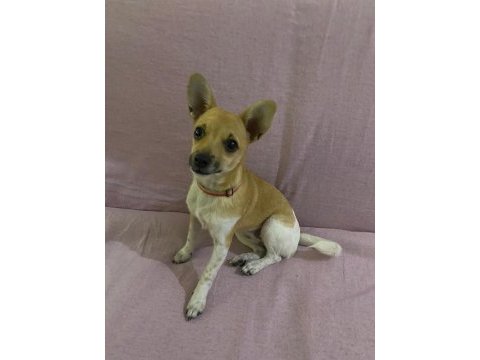 4 aylık dişi chihuahua