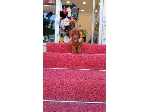 Kore poodle erkek dişi köpekler