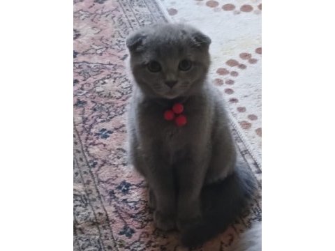 Scottish fold erkek yavru