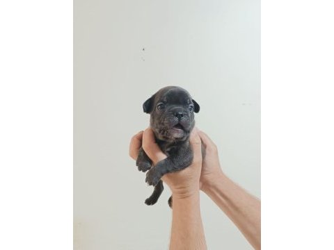 Rezerveye açık french bulldog yavrular