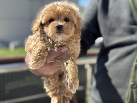 En güzel maltipoo yavrular ziyarete açık