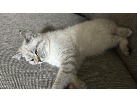 17.02 doğumlu dişi kedimizi sahiplendiriyoruz