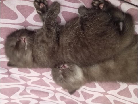 2 aylık british shorthair bebeklerim