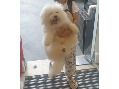 Köpeğimiz için lütfen açıklamayı okumadan aramayınız