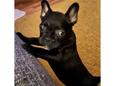 2,5 aylık dişi french bulldog