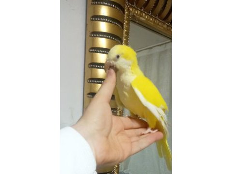 Full evcil monk papağanı çok oyuncudur