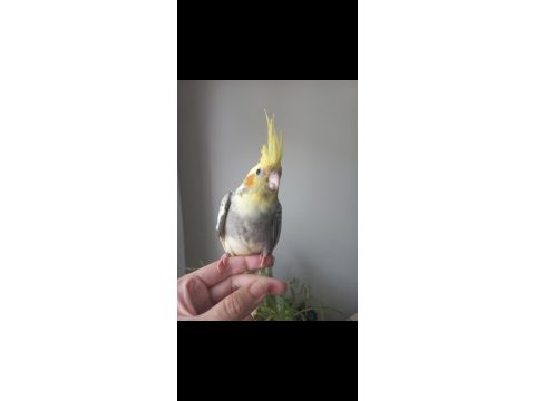 Full evcil erkek sultan papağanı yavrusu