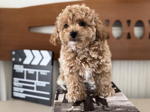 Show kalite tea cuo kore maltipoo yavrumuz