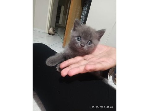 Prenses ve leonun aslanları