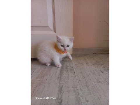 2 aylık british longhair