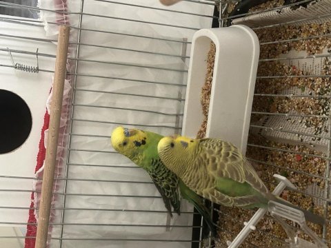 Sağlıklı ve birbirine alışkın muhabbet kuşu çifti
