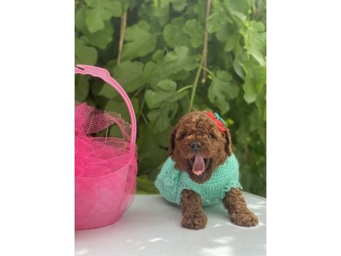 Poodle yavrular yeni yuvasını bekliyor
