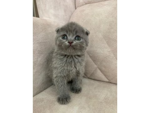 Show kalite ayı surat top kafa bebek kedimiz