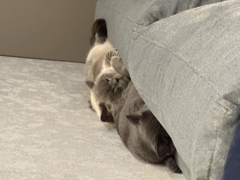Scottish fold gri