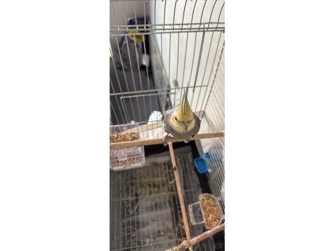 1 yaşında sultan papağanı