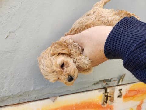 50 günlük maltipoo köpekler