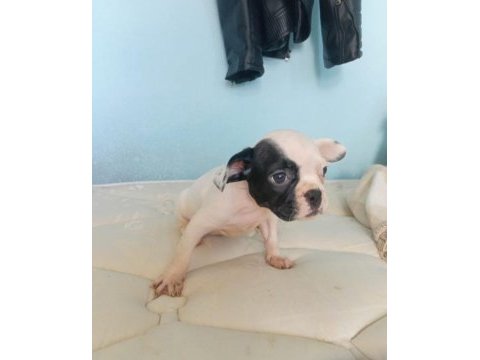 Uygun ve kaliteli yavrular french bulldog