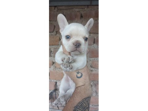 French bulldog bebekler