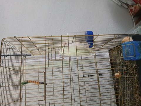 Kaliteli çift sultanlar papağan çerkezkoy tekirdağ