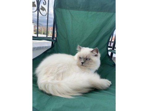 Acil yuva british longhair