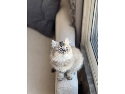 Güzel bebeğim safkan a kalite british longhair yavru