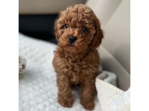 Toy poodle yavrularımız