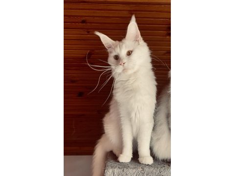 Güzelin güzeli maine coon