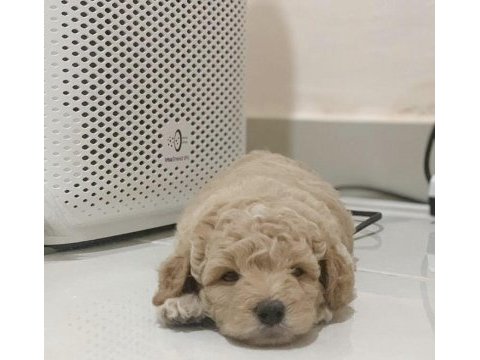 2.5 aylık piyasanın en uygun kaliteli poodle yavruları