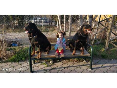 Safkan rottweiler yavrular veteriner hekimden