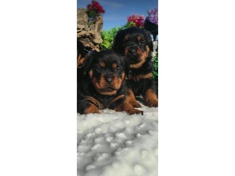 Koca kafa koca pati macar rottweiler yavruları ankara