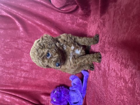 Mini red toy poodle kızımız