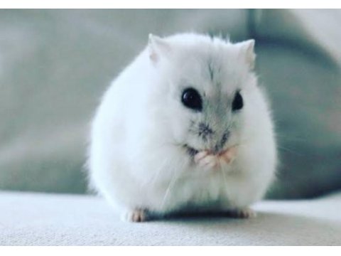 Albino gonzales ve gri gonzales hamster bebek de mevcut