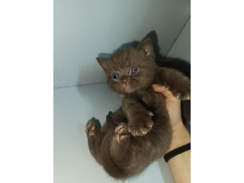 Cinnamon ve lilac british bebeklerim ailelerini arıyor