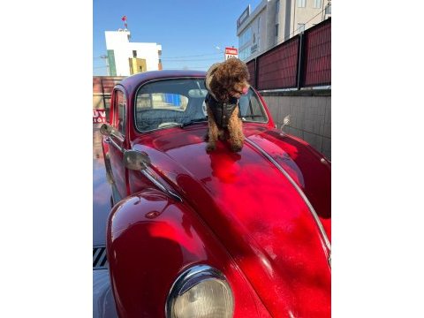 Acil sahiplendirilecek 1.5 yaşında toy poodle