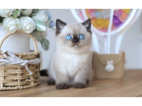 En nadide çikolata point british shorthair