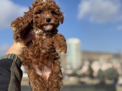 Petmode köpek çiftliğinden redbrown toy poodle
