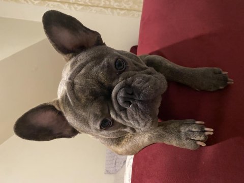 Çiftleşme için french bulldog